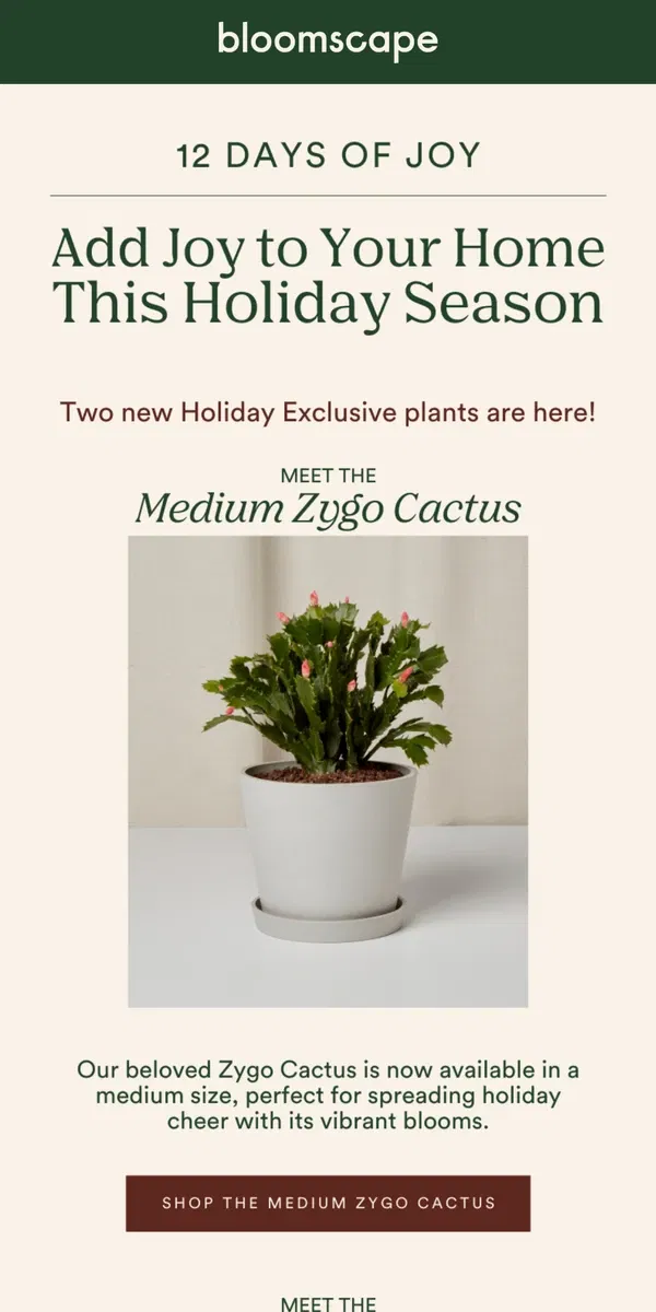 Email from Bloomscape. 12 Days of Joy: Two New Holiday Plants Have Arrived🎄