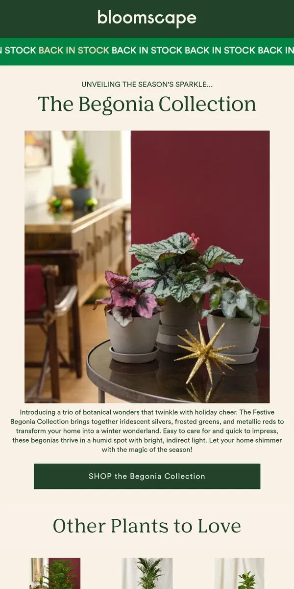 Email from Bloomscape. Festive Foliage