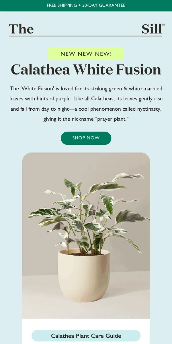 Email from The Sill. Meet Our NEW Variegated Calathea