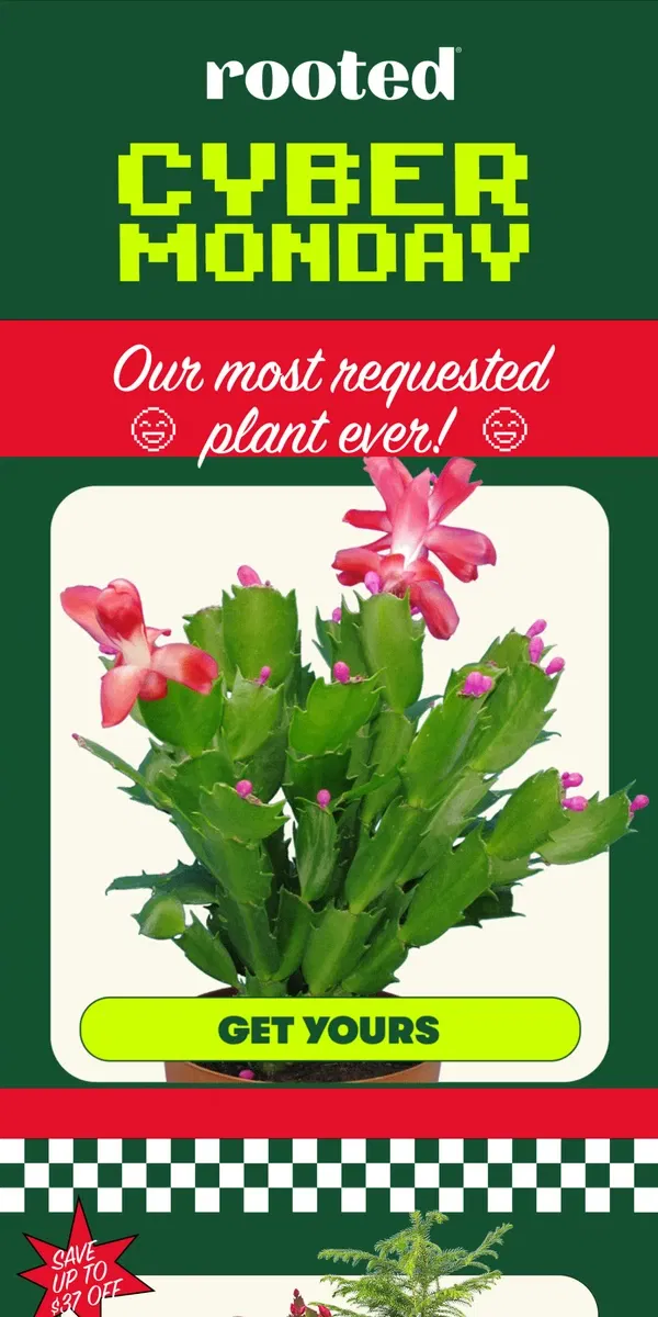 Email from Rooted. ICYMI: Christmas Cactus is HERE!