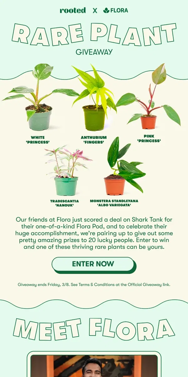 Email from Rooted. We're giving away rare plants 👀