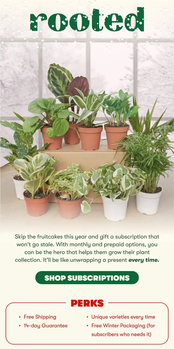 Email from Rooted. Gift a monthly plant subscription! 🎁🪴