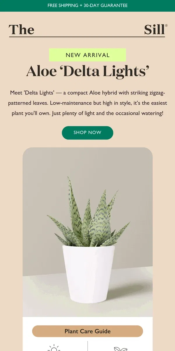 Email from The Sill. Meet This Easy-Care, Variegated Hybrid